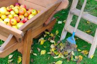 Autumnal garden scene with windfall apples in an antique wooden wheelbarrow, with stepladder and lawn rake
