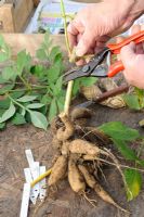 Gardening labeling Dahlia tubers prior to storing overwinter