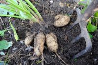 Lifting Dahlia tubers, prior to labelling and storing overwinter