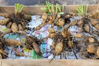 Wooden tray containing Dahlia tubers, ready to overwinter in a frost free shed