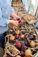 Red and white maincrop onions on greenhouse staging ,male gardener checking for rot before winter storage