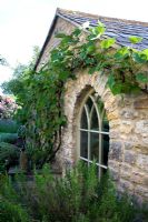 A vine trained over a gothic window