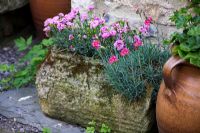 Dianthus growing in a stone container