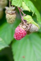 Rubus idaeus - Raspberry 'Malling Admiral'