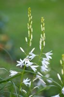Anthericum liliago - St Bernard's Lily
