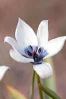 Tulipa humilis 'Albocaerulea' - Oculata Group