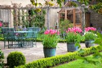 Tulipa 'Mariette' in planters on patio - Priory House
 