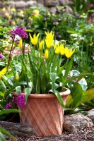 Clay pot planted with Tulipa 'West Point' - Priory House 
 