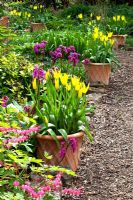 Clay pots lining a path planted with Tulipa 'West Point' - Priory House 
 