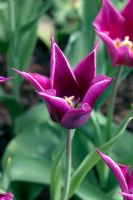 Tulipa 'Maytime'