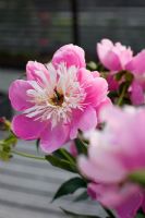 Closeup of pink rose 
