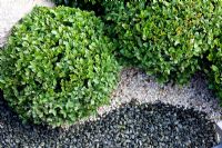 box hedges with decorative gravel