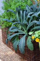 Kale Cavolo Nero and Nasturtium growing in edible basket 
