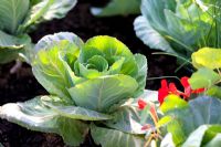 Cabbage in vegetable garden