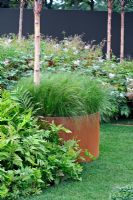 Stipa tenuissima with curved steel sheet surround and Betula albosinensis Fascination 