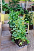 Herbs and vegetables in woven willow planters, placed along wooden stairs 