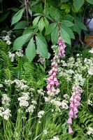 Digitalis x mertonensis and Luzula nivea in 'The Land's End Across The Pond Garden' - RHS Chelsea Flower Show 2011. 