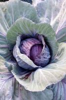 Brassica oleracea - Red Cabbage 'Drumhead'