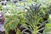 Brassica oleracea - Curly Kale  and Brassica oleracea - Cavolo Nero 'Black Tuscany'