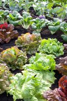 Brassica Kolibri - Kholrabi, Brassica rapa chinensis 'Giant Green' - Pak Choi,  Lactuca sativa - Lettuces 'Nymans', 'Iceberg' and 'Red iceberg'
