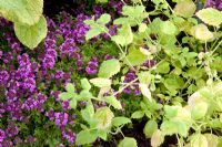 Thymus - Thyme 'Russetings' with Melissa officinalis - Golden Lemon Balm 
