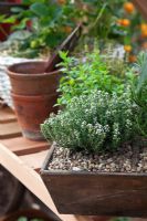 Thymus - Thyme, Rosmarinus - Rosemary and herbs growing in a tray on a greenhouse shelf