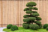 Cloud-pruned Ilex crenata, Buxus sempervirens balls and bamboo fence in the Japanese themed garden - 'Less and More' - RHS Hampton Court Flower Show 2011
 
 