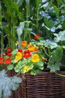 Vegetables including sweetcorn, courgette and Nasturtium planted in a woven willow container 