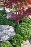 Japanese style garden with clipped topiary Buxus balls, Acer palmatum and rocks 