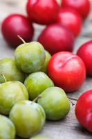 Greengages 'Reine Claude' and Plums 'Laetitia'