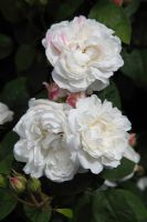 Rosa 'Winchester Cathedral' Rose 