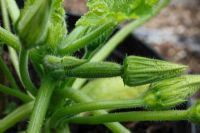 Curcurbita pepo 'Diamant' -  Courgette showing close up of developing fruit
