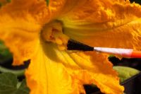 Curcurbita pepo - Courgette 'Diamante' - using a paint brush to transfer pollen to female flower
