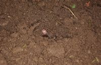 Talpa europaea  - Mole scents the air before emerging from ground
