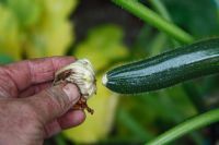 Curcurbita pepo Courgette - removing dead flower to prevent the developing fruit from rotting