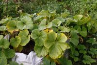 Curcurbita pepo Summer squash plants growing in one tonne builders bag
