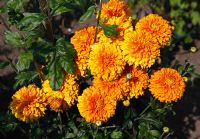 Chrysanthemum 'Pennine Bullion' 