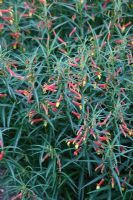 Lobelia laxiflora angustifolia 