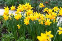 Narcissus cyclamineus 'Itzim'