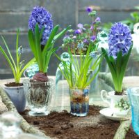 Spring bulbs in glasses and tea cups - Hyacinthus and Muscari