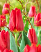 Tulipa 'Cartago'