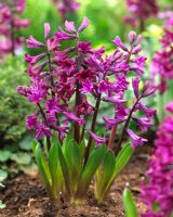 Hyacinthus 'Showmaster'
