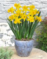 Narcissus 'Tweety Bird' in pot