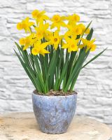 Narcissus 'Tweety Bird' in pot