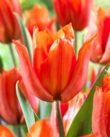 Tulipa 'Yokohama Orange'