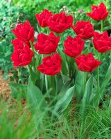 Tulipa 'Largo'