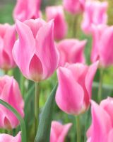 Tulipa 'Matchmaker'
