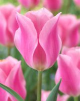 Tulipa 'Matchmaker'