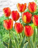 Tulipa Mystic Garant