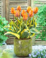 Tulipa Jolly Princess in container 